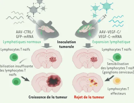 Figure 3. Schéma du mécanisme de rejet des tumeurs cérébrales dépendant de VEGF-C et du  réseau lymphatique (figure adaptée de [5]).