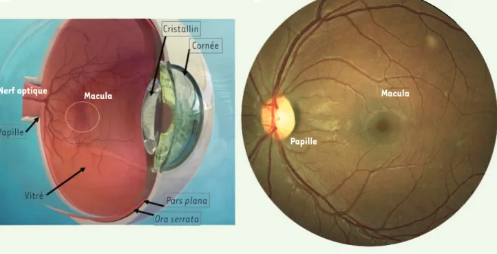 Figure 1. A. Représentation schématique d’un globe oculaire. B. Rétinophotographie couleur d’un fond d’œil humain.