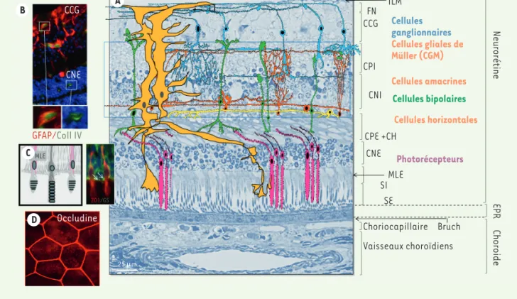 Figure 2. Histologie de la rétine. A. Coupe histologique transversale de rétine humaine au pôle postérieur, ne passant pas par la macula