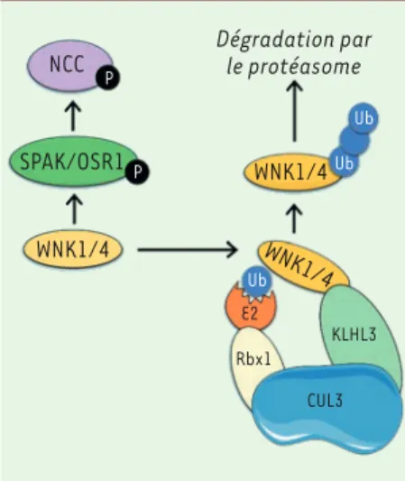 Figure 1. Le complexe ubiquitine ligase E3-CUL3/KLHL3 inhibe la voie de signalisation induite  par WNK1 et WNK4