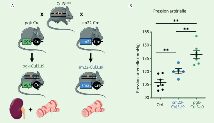 Figure 2. Les souris sm22-Cul3 D 9 ont une hypertension artérielle moins sévère que les souris pgk-Cul3 D 9