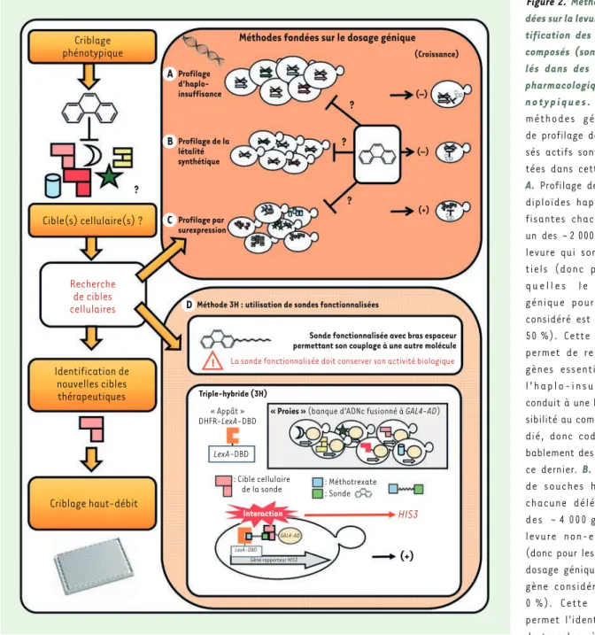 Figure 2.  Méthodes fon- fon-dées sur la levure  d’iden-tification des cibles de  composés (sondes)  iso-lés dans des criblages  pharmacologiques  phé-n o t y p i q u e s 