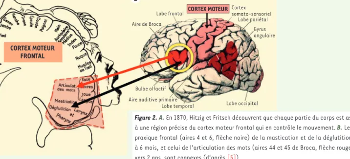 Figure 2. A. En 1870, Hitzig et Fritsch découvrent que chaque partie du corps est associée  à une région précise du cortex moteur frontal qui en contrôle le mouvement