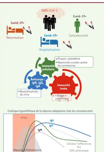 Figure 1. Réponse adaptative contre le SARS-CoV-2.