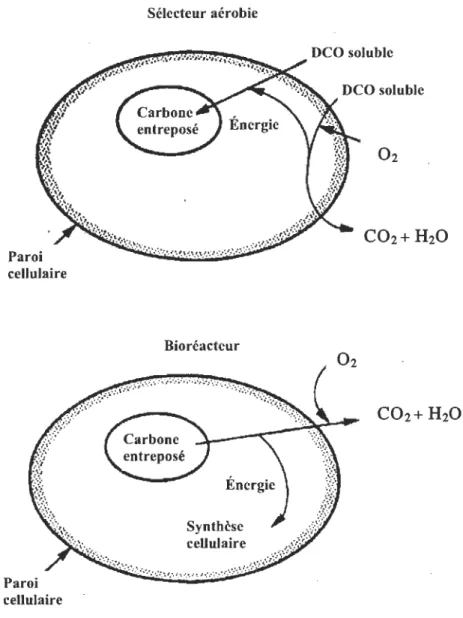 Figure 2-5  Principe biologique du  sélecteur aérobie (Jenkins et al.  1993) 