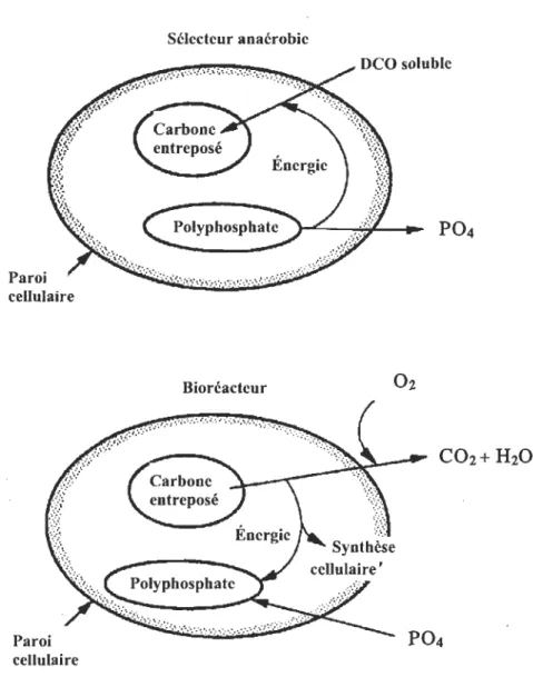 Figure 2-7  Principe biologique du sélecteur anaérobie (Jenkins et al.  1993) 