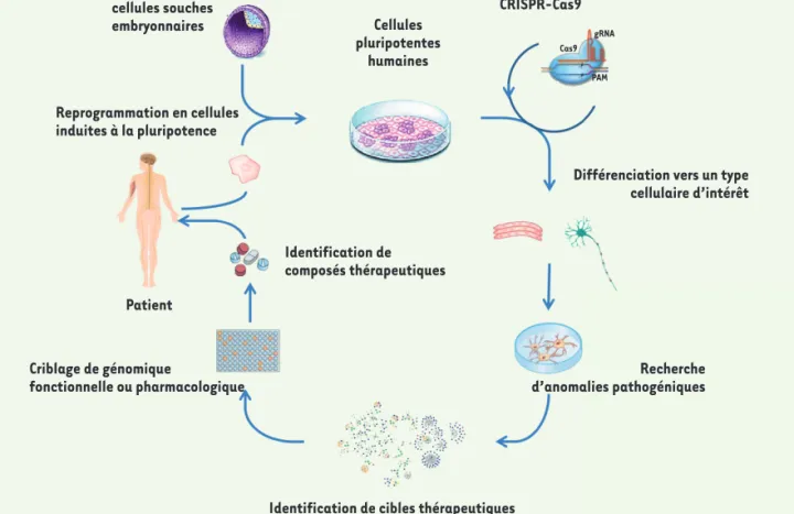 Figure 1.  Paradigme de l’utilisation des cellules souches pluripotentes humaines pour des approches de criblages thérapeutiques