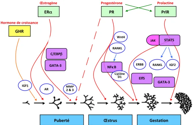 Figure 9 : Principaux facteurs impliqués dans le développement de la glande mammaire 