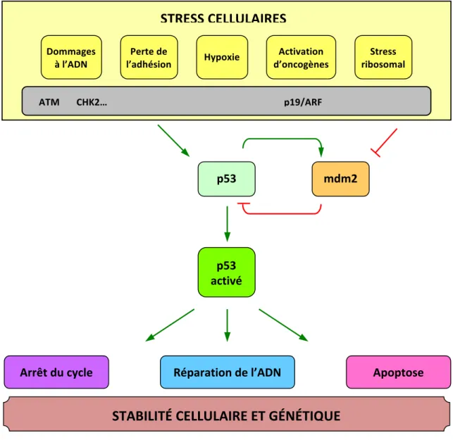 Figure 20 : Résumé des principaux signaux d'activation et des principales fonctions de p53 