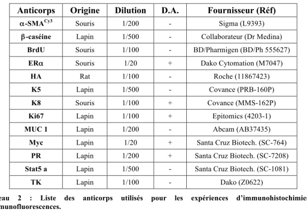 Tableau  2  :  Liste  des  anticorps  utilisés  pour  les  expériences  d’immunohistochimies  et  d’immunofluorescences