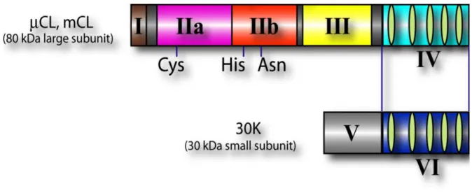 Figure 1 : Représentation schématique des sous-unités principale et régulatrice des  calpaïnes 1 et 2 5 