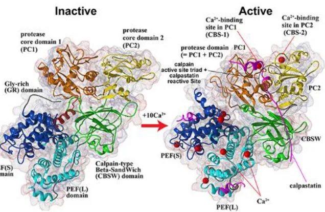 Figure  2 :  Représentation  3D  de  la  calpaïne  2  associée  à  la  calpaïne  4  sous  forme  inactive  (gauche)  et  active  (droite)  après  fixation  du  calcium  (boules  rouge)  sur  le  domaine  II  (ocre  et  jaune)  IV  (bleu  foncé)  et  VI  (b