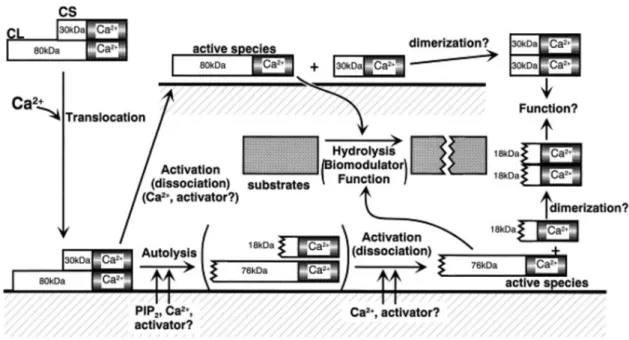 Figure 3 : Schématisation des phénomènes d’activation possibles des calpaïnes par  dissociation+/- autolyse 8 