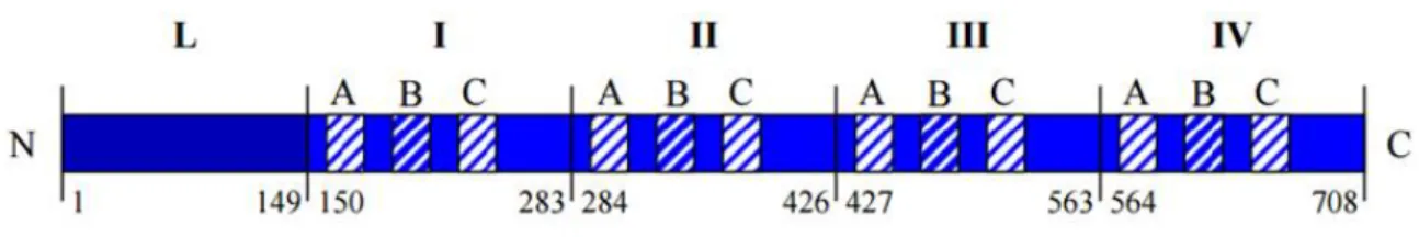 Figure 4 : Représentation schématique de la calpastatine avec 5 domaines (L,I,II,III et  IV) et ses sous-domaines (A,B et C) 3 