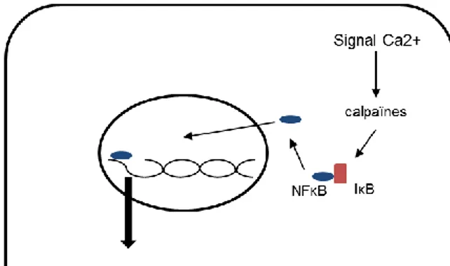 Figure 5 : Schéma de l’action des calpaïnes sur la régulation de NF-κB. 