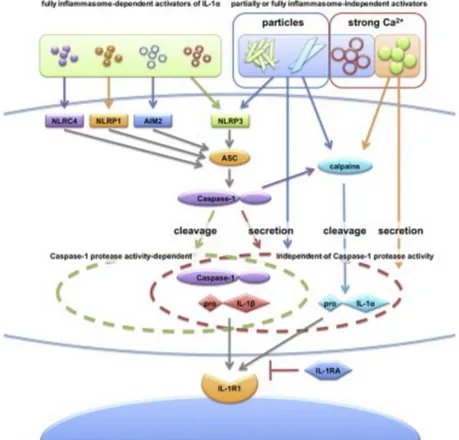 Figure 6 : Schéma résumant le mode de sécrétion/activation de l’IL-1α et l’IL-1β qui  vont aller se fixer sur leur récepteur commun IL-1R1: l’IL-1β est uniquement activée  par les inflammasomes (NLRC4, NLRP1, AIM2 et NLRP3 qui s’associent à l’ASC et la  pr
