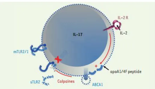 Figure  12 :  Schéma  représentant  le  mécanisme  d’externalisation  des  calpaïnes  par  ABCA1 hors des lymphocytes et leur cible TLR2 75 
