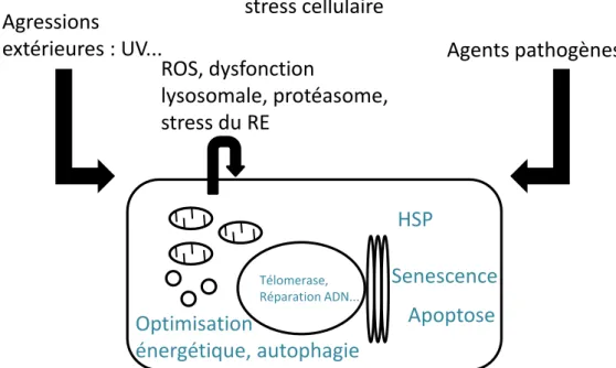 Figure  7 :  Schéma  des  différentes  agressions  (noir)  responsables  du  vieillissement  cellulaire et des réponses potentielles de l’organisme (vert)