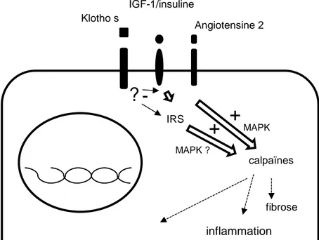 Figure  8 :  Résumé  schématique  de  l’implication  supposée  des  calpaïnes  dans  les  voies  médiées  par  Klotho,  IGF-1/IGF-1R  et  angiotensine2  AT1R  toutes  liées  au  vieillissement