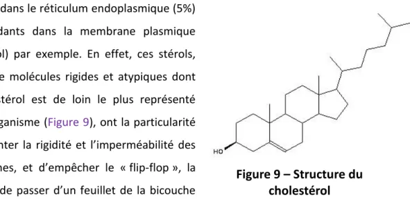 Figure 9 – Structure du  cholestérol 