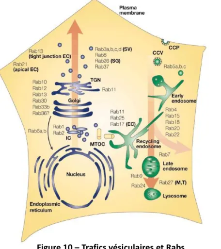 Figure 10 – Trafics vésiculaires et Rabs  (Zerial M. et al, Nature Rev Mol cell biol 2001) 