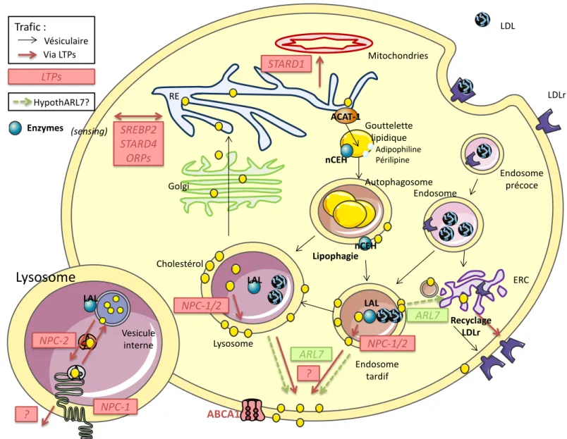 Figure 11 – Transport vésiculaire et non-vésiculaire du cholestérol dans la cellule spumeuse