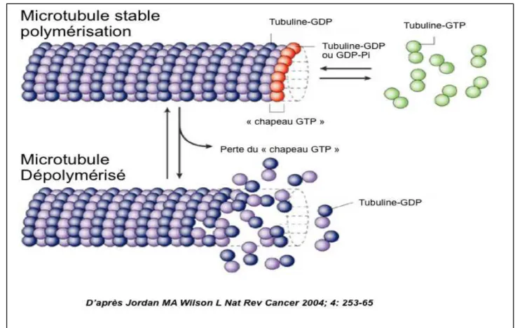 Figure  2.  Représentation  de  la  polymérisation  et  dépolymérisation  de  la  tubuline  en  fonction de l’existence ou de la perte du « chapeau GTP » 