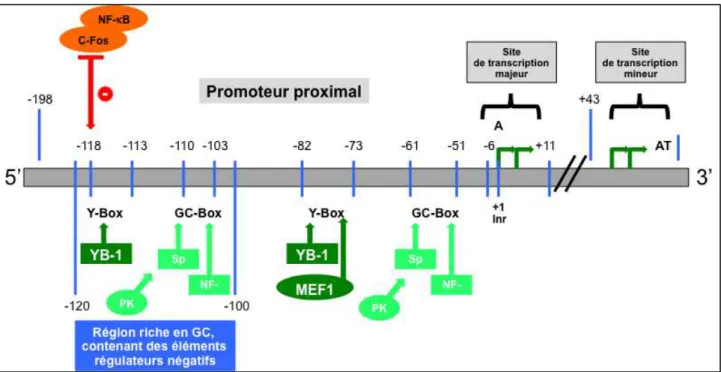 Figure 7 : Représentation schématique de la région promoteur de  MDR1  humain.  
