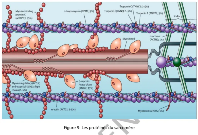 Figure 9: Les protéinés du sarcomère  