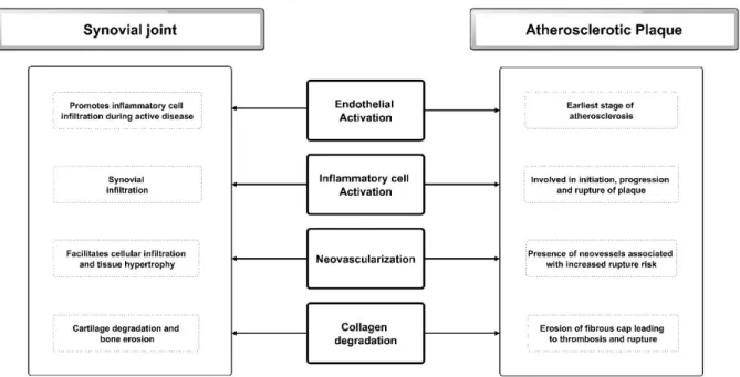 Figure 1: Major pathological features common to both atherosclerosis and the inflamed  rheumatoid synovium (adapted from Skeoch et al