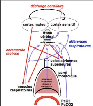 Figure  2  :  Représentation  schématique  du  modèle  actuellement  consensuel  au  regard  des  mécanismes  des  sensations  respiratoires