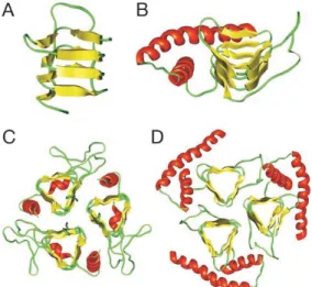 Figure 3 : Représentation des monomères de PrP sc  (A et B) et de leur assemblage en  trimères (C et D)