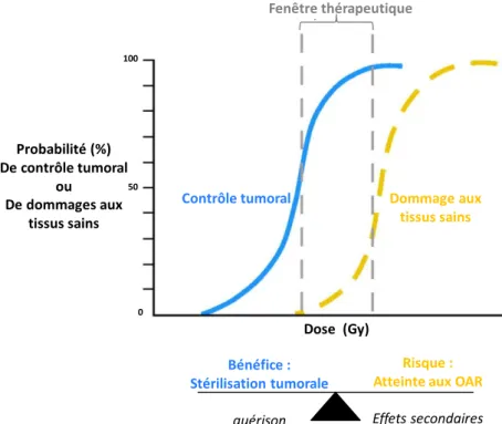 Figure 3 : utilisation des RI dans le traitement de cancers : balance bénéfice risque et fenêtre thérapeutique (d’après  Brizel et al