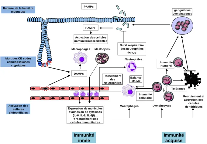 Figure  5  :  illustration  de  l'importance  de  la  réponse  immunitaire  acquise  et  innée  dans  les  dommages  radio-induits  à  l'intestin (d'après 68 )