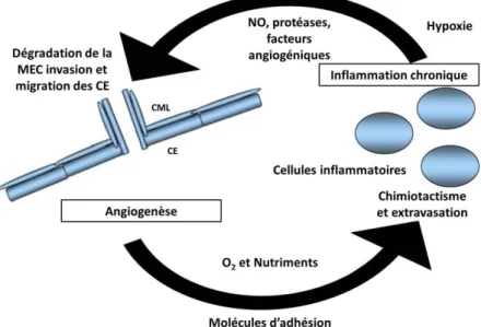 Figure 8 : liens entre inflammation chronique et angiogenèse (d’après Costa et al. 97 )
