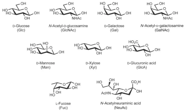 Figure 9 : les 9 principaux monosaccharides retrouvés chez les Mammifères, l’acide N-acétyl neuraminique (NeuAc) est le  plus commun des acides sialiques 202 