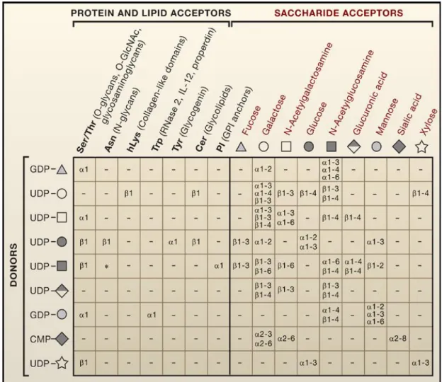 Tableau  4  :  les  9  principaux  oligosaccharides  utilisés  dans  les  processus  de  glycosylation  et  les  liaisons  qu’ils  peuvent  établir (d’après Ohtsubo et al