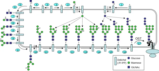 Figure 12 : synthèse dans le RE du précurseur de la N-glycosylation (d'après Nairn et al