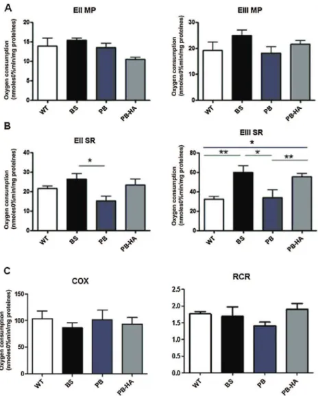 Fig. 1. Oxygen consumption on isolated liver mitochondria. Rates of oxygen consumption in respiratory states II (EII) and III (EIII): (A) in the presence of complex I-dependent substrates (MP); and (B) in the presence of complex II-dependent substrate (SR)