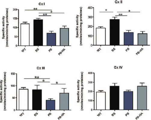 Fig. 2. Mitochondrial OXPHOS complex enzymatic activities in liver homogenate fractions