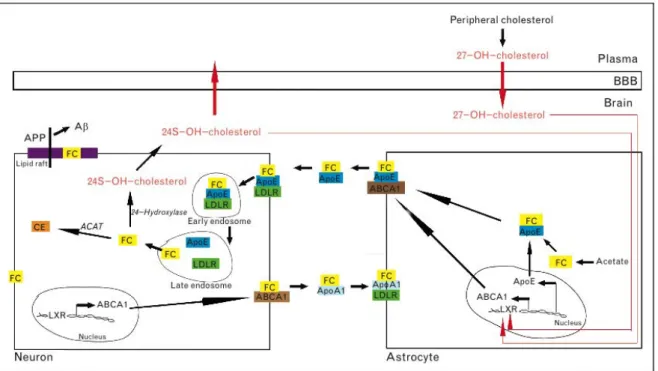 Figure  1.  15 :    Métabolisme  du  Cholestérol  dans  le  cerveau.  Dans  les  astrocytes,  le  cholestérol  libre  (FC)  est  synthétisé  à  partir  de  l’acétate  et  s’associe  à  l’ApoE  pour  être  exporté  par  l’ATP-binding  cassette  (ABCA1)