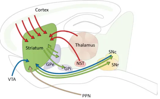 Figure 3. Connectivité du striatum 