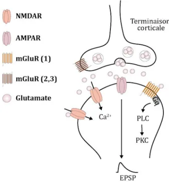 Figure 14. Organisation des récepteurs du glutamate au niveau de la synapse cortico-striatale 