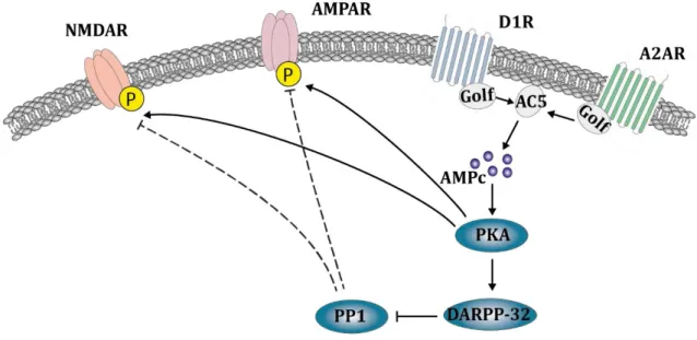 Figure 19. Modulation du signal glutamatergique par la voie dopaminergique 