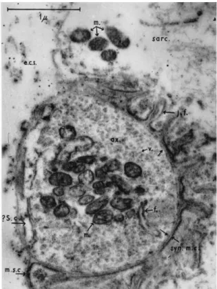 Figure 3 : Mi og aphie d’u e jo tio   eu o us ulai e de  eptile ; (v) vésicules synaptiques, (m) mitochondries,  (j.f.) replis de la membrane postsynaptique (Robertson 1956)