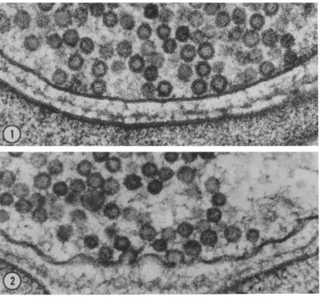 Figure  11  :  Visualisatio   de  l’e o tose  à  la  jonction  neuromusculaire  de  grenouille  en  ME  (Heuser  &amp;  Reese  1981)