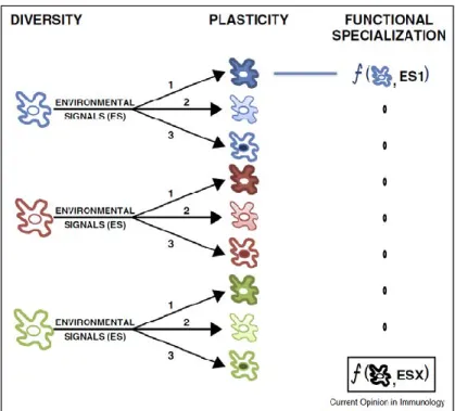 Figure 5. Diversité et plasticité cellulaire. 