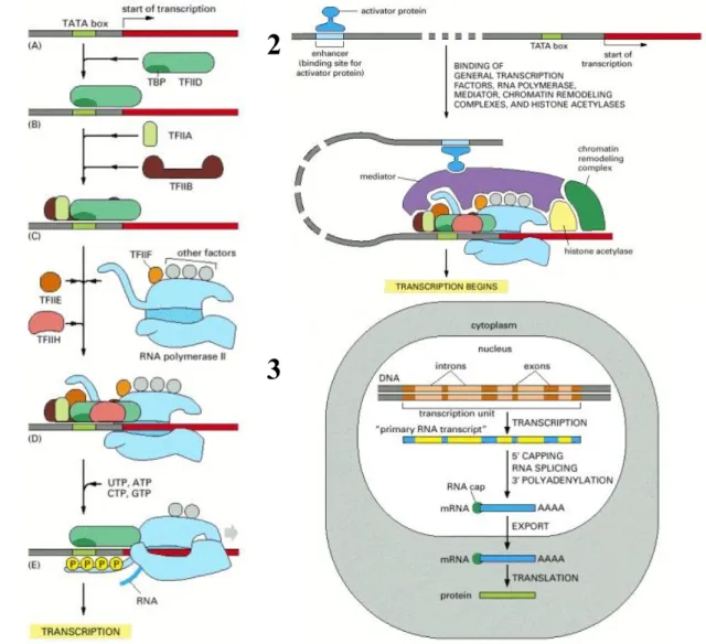 Figure 16. La transcription. 