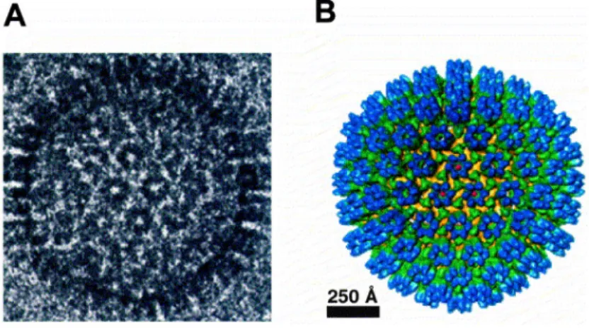 Figure  1.  Structure  3  dimensions  (3D)  de  la  capside  du  virus  HHV-8.  (A)  Cryo-microscopie  électronique  de  la  capside  du  virus  HHV-8