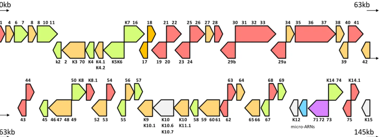 Figure 2. Illustration schématique du génome du virus HHV-8, montrant l’expression des gènes  viraux